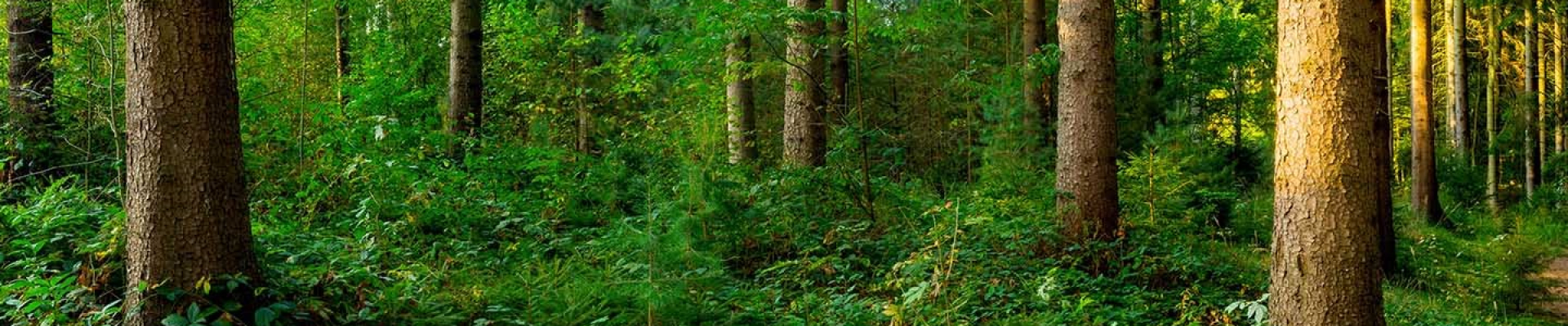 Klimaschutzprojekte: Ein neuer Weg ab 2025